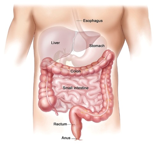 Anatomy of the lower digestive system, showing the colon and other organs. Anatomy Of Lower Digestive System