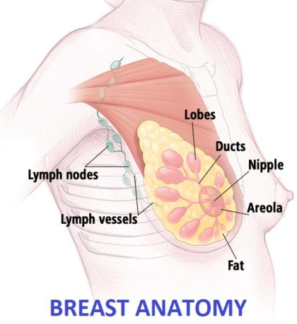Anatomy of Breast 
