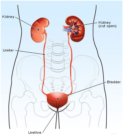 Overview Of Kidney